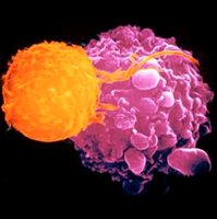Killer T cell attacking cancer cell
