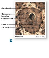 Microscopic structure of an osteon