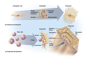 Development of osteocytes and osteoclasts