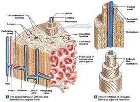 Role of collagen and minerals in bone