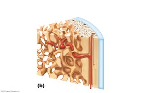 Diagram showing the structure of spongy and compact bone