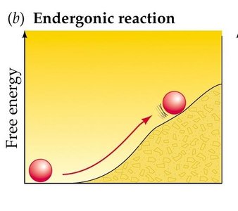 Endergonic reaction diagram