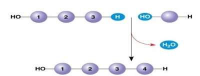 Dehydration synthesis reaction forming a polymer