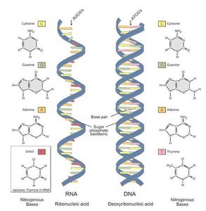Comparison of DNA and RNA structure and bases