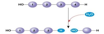 Hydrolysis reaction breaking a polymer