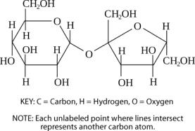 Structure of a disaccharide (two monosaccharides joined)