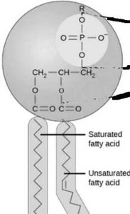 Phospholipid structure with saturated and unsaturated fatty acids