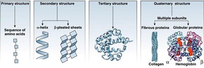 Four levels of protein structure
