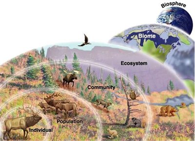 Levels of ecological organization from individual to biosphere