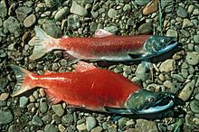 Salmon as an example of semelparity