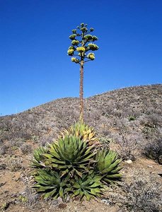 Agave plant as an example of semelparity
