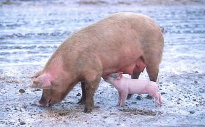 Pig as an example of iteroparity