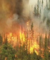 Forest fire as an example of a density-independent factor