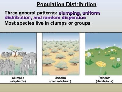 Population distribution patterns: clumped, uniform, random