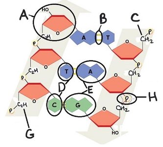 Diagram of DNA molecule with labeled parts