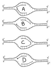 Replication fork diagrams labeled A, B, C, D