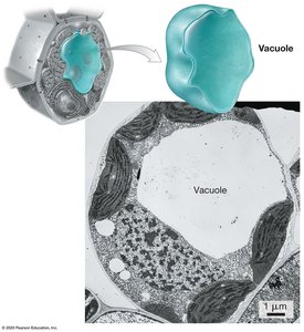 Vacuole structure and electron micrograph