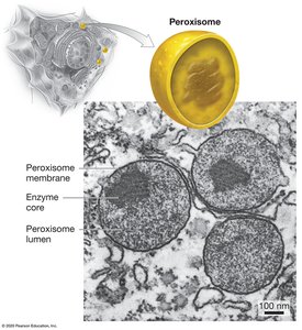 Peroxisome structure and electron micrograph