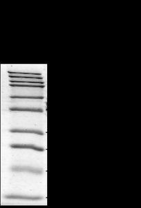 Standard curve for molecular mass analysis