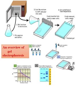 An overview of gel electrophoresis