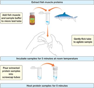 Extracting fish muscle proteins and preparing samples