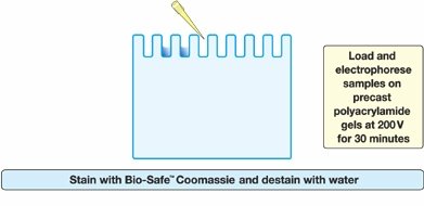 Loading and running SDS-PAGE gel
