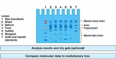 Analyzing SDS-PAGE gel results