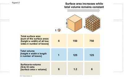 Surface area to volume ratio in cells