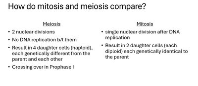 Comparison of mitosis and meiosis