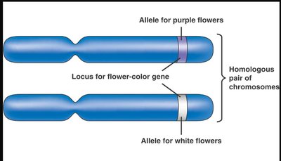 Homologous chromosomes with alleles