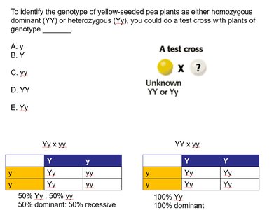 Test cross and Punnett squares