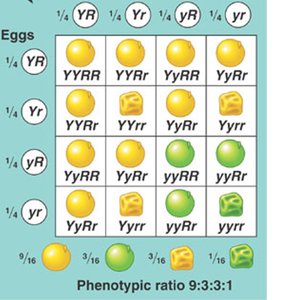 Dihybrid cross Punnett square