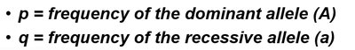 Allele frequency definitions