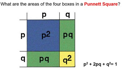 Punnett square for Hardy-Weinberg