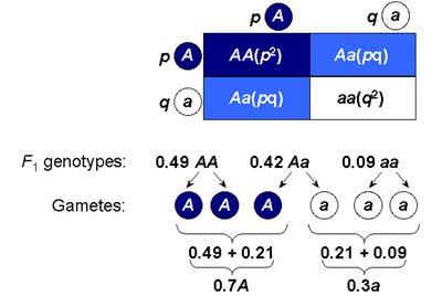 Genotype frequencies in Hardy-Weinberg equilibrium