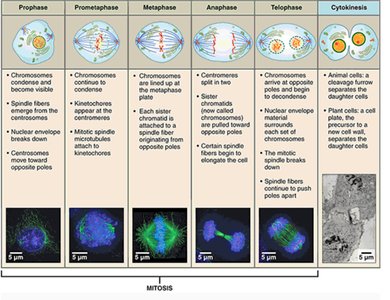 Stages of mitosis with descriptions and micrographs