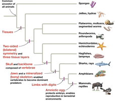 Major evolutionary milestones in animal phylogeny