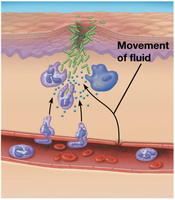 Movement of immune cells during inflammation