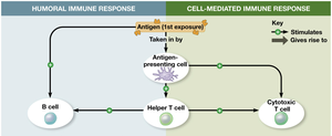 Humoral and cell-mediated immune responses