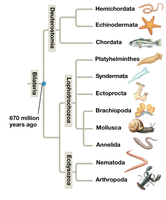 Major animal clades and their relationships