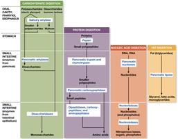 Digestive enzymes and their actions in the digestive tract