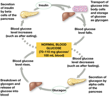 Glucose homeostasis cycle