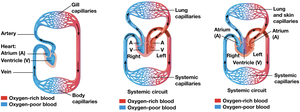 Single and double circulation in vertebrates