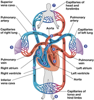 Human heart and major blood vessels