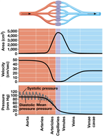 Blood vessel area, velocity, and pressure