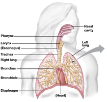 Human respiratory system