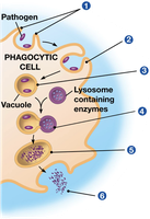 Phagocytosis process