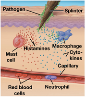 Inflammatory response: mast cells, histamines, and neutrophils