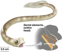 Conodont anatomy with dental elements