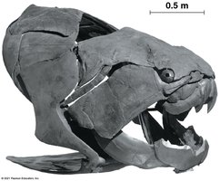 Placoderm fossil